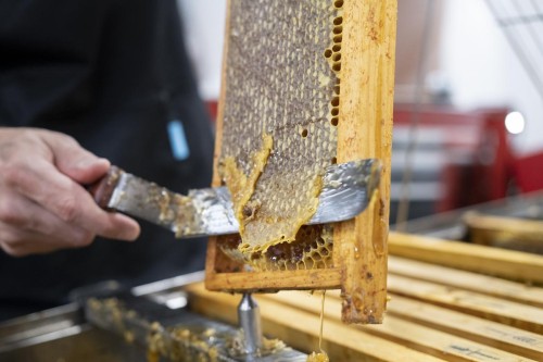 Cata de miel en obrador artesano. en Cacabelos